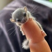 Накиев Александр Валерьевич