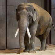 Свободин Александр Андреевич