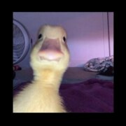 Темирханов Казбек Каирович