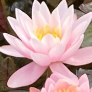 Фандюшина Алена