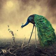 Агафонова Виктория Анатольевна Агафонова Виктория Анатольевна