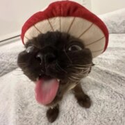 Базанова Елена