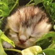 Ершов Василий Дмитриевич