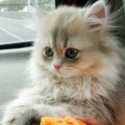 Сидорова Ревекка Вячеславовна