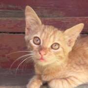 Артамонов Кирилл Игоревич