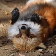 Фостенко Артём Андреевич