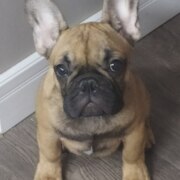 Томская Елена Владимировна