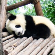 Пинигин Антон Александрович Пинигин Антон Александрович