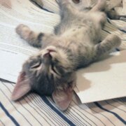 Турков Никита Юрьевич Турков Никита Юрьевич