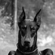 Щербаков Вячеслав Александрович