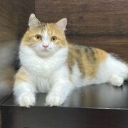 Савва Сулин