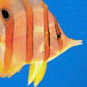 Каштанкин Тимофей