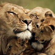 Возняк Сергей Григорьевич