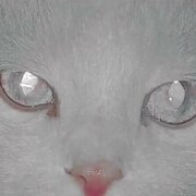 Кунгуров Денис Дмитриевич