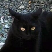 Якунькина Доминика Михайловна