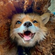 Чевычелов Кирилл