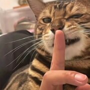 Кондрикова Анастасия