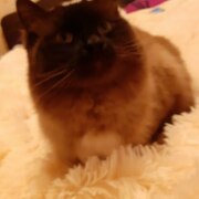 Торгашев Егор Павлович