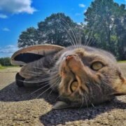 Журавлев Тимофей Андреевич