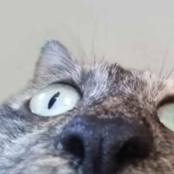 Привалов Антон Алексеевич Привалов Антон Алексеевич