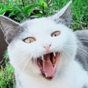ВФ