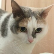 Крысов Тимофей Крысов Тимофей