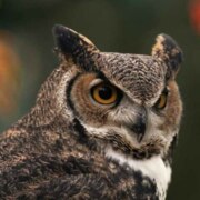 Шевлякова Маргарита