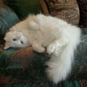 Секретарева Ксения Витальевна