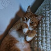 Сергеева Ольга Вячеславовна