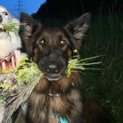 Сердюк Владислав