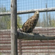 Ясыченко Владислав Иванович