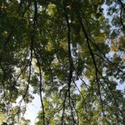 Колотова Александра Александровна