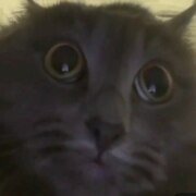 Сорокина Ксения Петровна