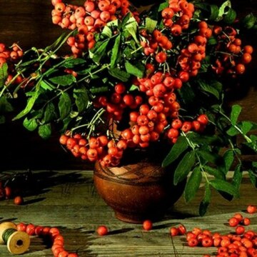 Ирина Александровна Прокопенко