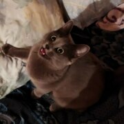 Берегов Дмитрий Антонович