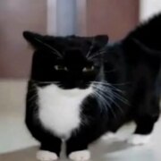 КД