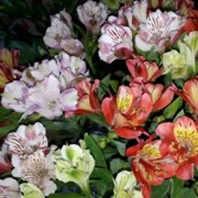 Белолипецкая Елена Белолипецкая Елена