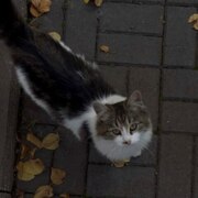Воронин Ярослав Витальевич