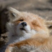 Салостей Александр Станиславович