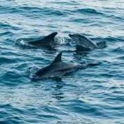 Кадиева Камила Кадиевна