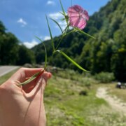 Инуркаева Иман Арсеновна