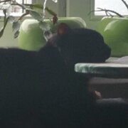 Ткаченко Степан Дмитриевич