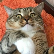 Шмыкова Дарья Сергеевна