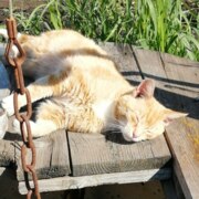 Белоусов Роман Витальевич