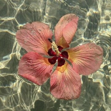 Николаенко Дарья Вячеславовна