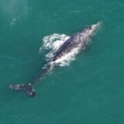 Маланьин Евгений Алексеевич