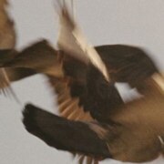 Грузинская Ульяна Сергеевна