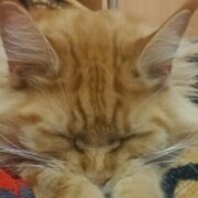 Хохлова Дарья Хохлова Дарья