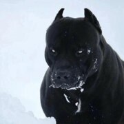 Лебедев Андрей Сергеевич