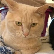 Зацепилова Анастасия Сергеевна